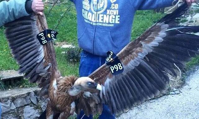 以色列派来的间谍？这只秃鹰在黎巴嫩差点被当成无人机拆了