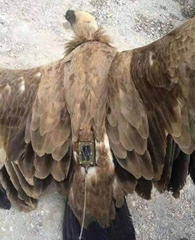 以色列派来的间谍？这只秃鹰在黎巴嫩差点被当成无人机拆了