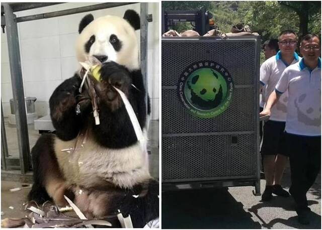 中美贸易战不断升温 旅居美国的大熊猫或要返回中国