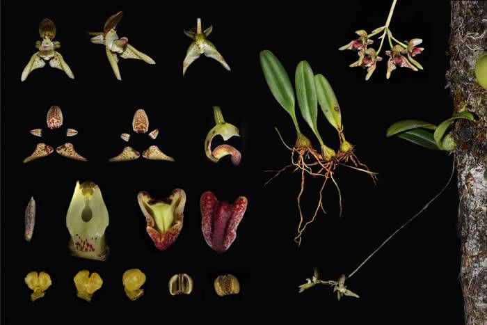 《PhytoKeys》：对生物多样性热点地区的研究彰显中国植物的多样性和特有性