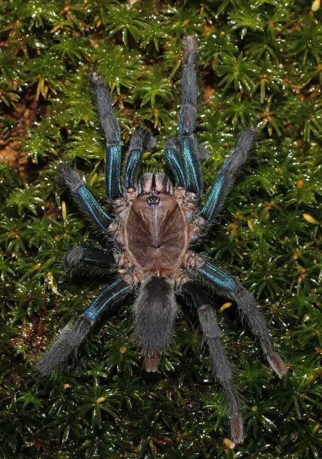 庞然大物！斯里兰卡雨林地区发现新物种蓝色蜘蛛Chilobrachys jonitriantisvansicklei