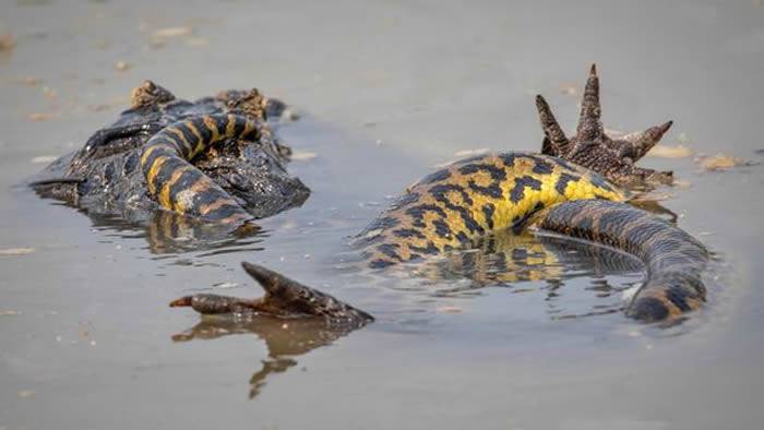 美国野生动物摄影师在巴西潘特纳尔湿地拍到蟒蛇大战鳄鱼的惊人画面