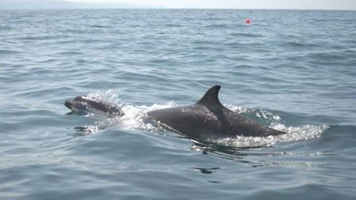 英国斯旺西大学研究改收集海豚在水面呼吸时呼出的鼻水和空气 让它们免受皮肉之痛