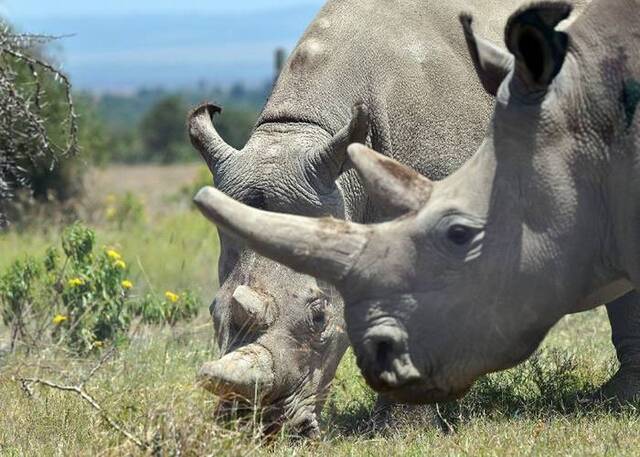 科学家成功在肯尼亚从仅存的雌性北方白犀牛身上抽取卵子 拟人工授精避免绝种