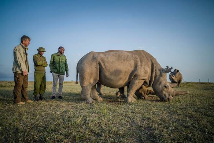 科学家成功在肯尼亚从仅存的雌性北方白犀牛身上抽取卵子 拟人工授精避免绝种