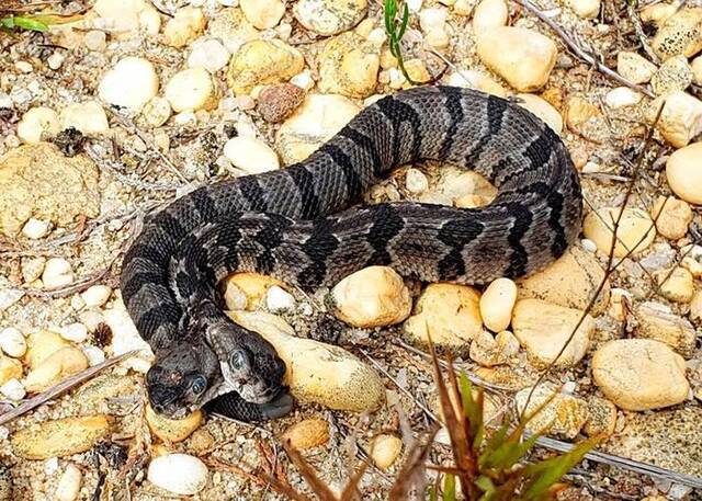 美国新泽西州发现双头木纹响尾蛇 印尼峇里岛也发现罕见双头蛇
