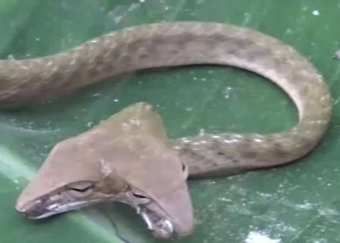 美国新泽西州发现双头木纹响尾蛇 印尼峇里岛也发现罕见双头蛇