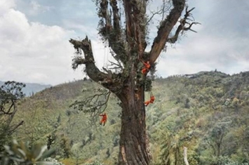 处云南3200米海拔山中 全球最古老铁杉树龄逾1100年
