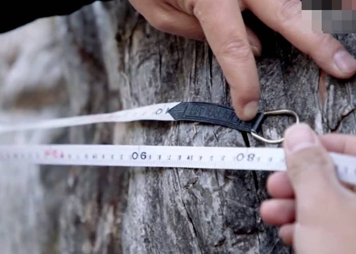 处云南3200米海拔山中 全球最古老铁杉树龄逾1100年