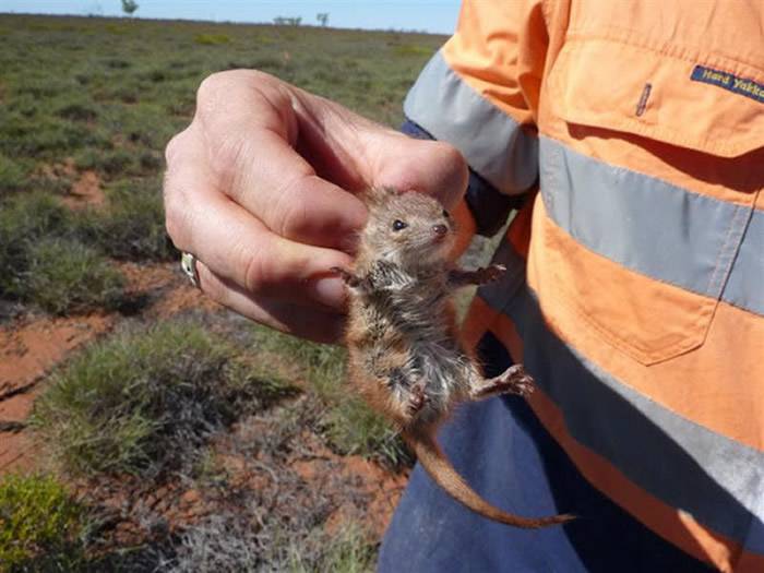 澳洲特有有袋动物Kalutas雄性在繁殖期会不断交配 最后“精尽人亡”