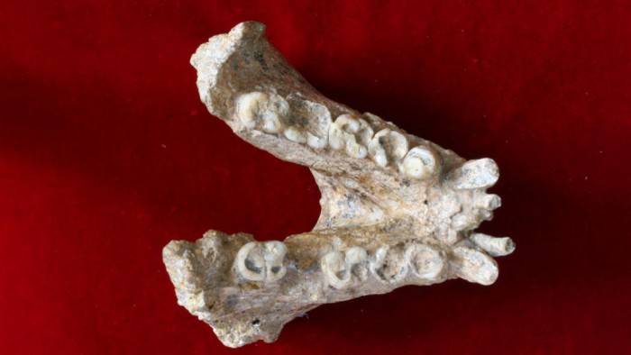 中国与丹麦科学家在距今190万年的巨猿化石中成功提取到遗传物质