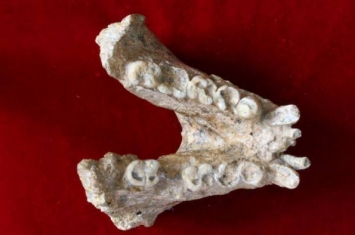 中国与丹麦科学家在距今190万年的巨猿化石中成功提取到遗传物质
