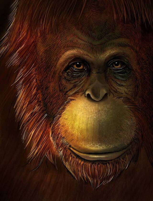 英国《自然》杂志：牙釉质蛋白质组揭示巨猿是猩猩家族的早期成员
