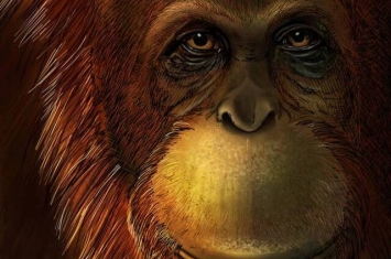 英国《自然》杂志：牙釉质蛋白质组揭示巨猿是猩猩家族的早期成员