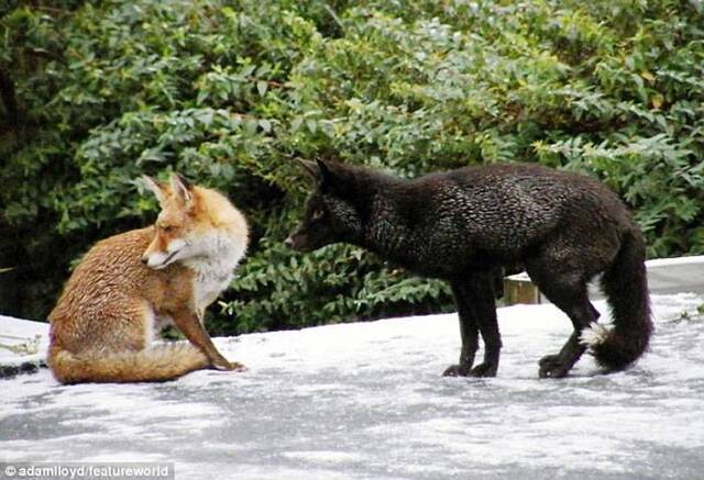 英国两只狐狸为争女伴大打出手