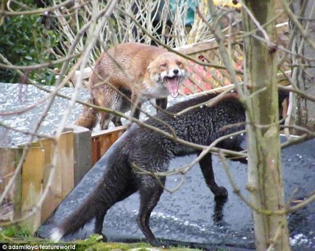 英国两只狐狸为争女伴大打出手