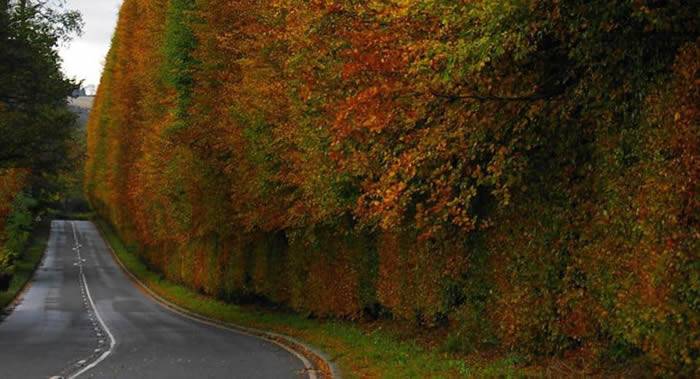 英国苏格兰梅克卢尔村树篱是世界上最高和最古老的树篱