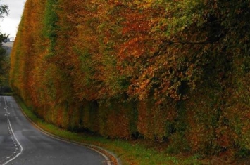 英国苏格兰梅克卢尔村树篱是世界上最高和最古老的树篱
