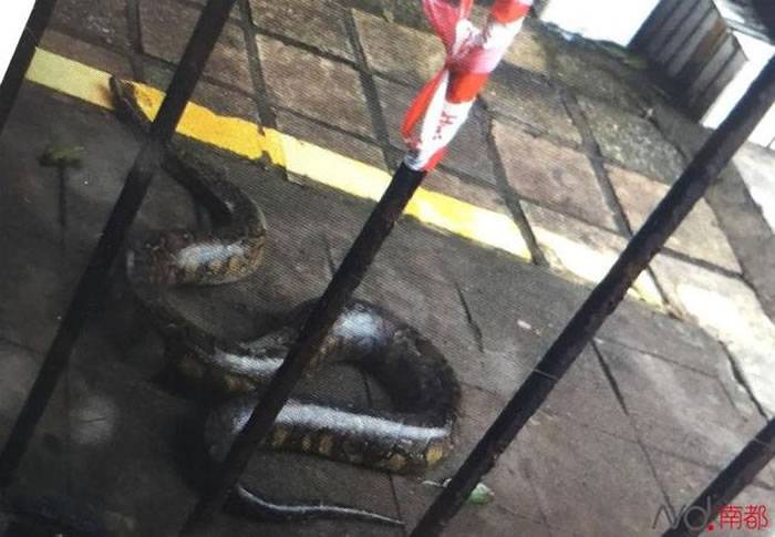 3米长蟒蛇出现在广东珠海巴士站 可能是从附近挖山工地逃出