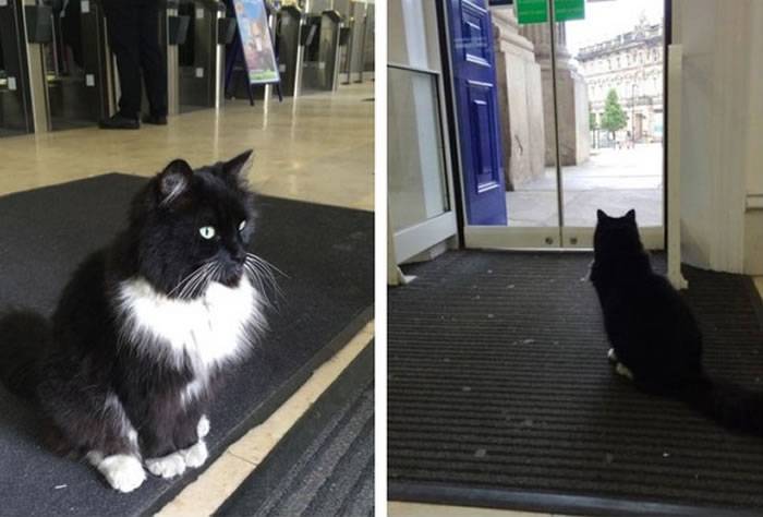 英国“车站猫”会陪乘客等车、买票 升官为“高阶虫害防治员”