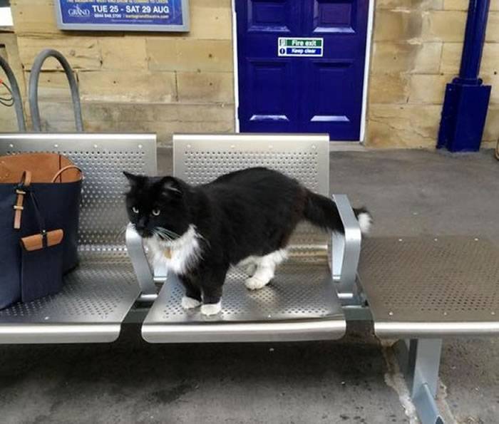 英国“车站猫”会陪乘客等车、买票 升官为“高阶虫害防治员”