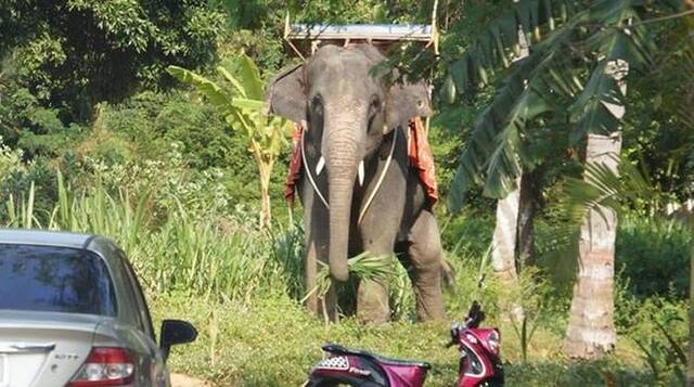 泰国大象被高尔夫球打到惊吓过度而抓狂 苏格兰游客惨死象夫重伤