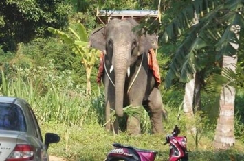 泰国大象被高尔夫球打到惊吓过度而抓狂 苏格兰游客惨死象夫重伤