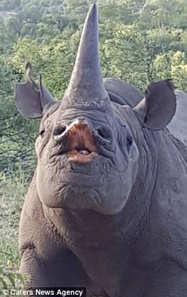 南非克鲁格国家公园犀牛噘嘴献吻摄影师
