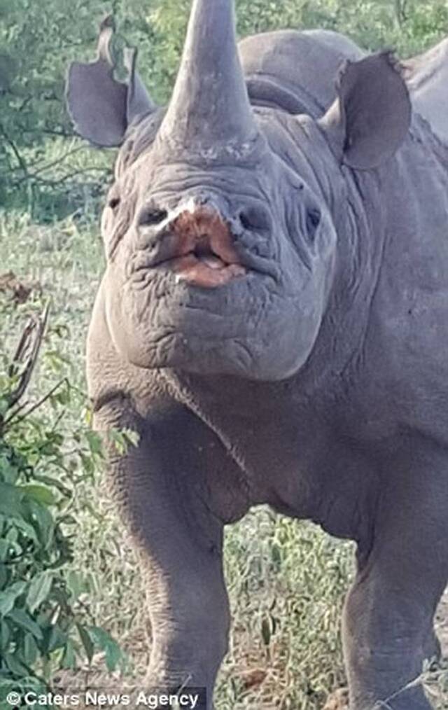 南非克鲁格国家公园犀牛噘嘴献吻摄影师