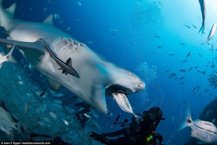 英国潜水爱好者Alan Egan被称为“鲨语者” 曾多次与虎鲨在海底亲密接触