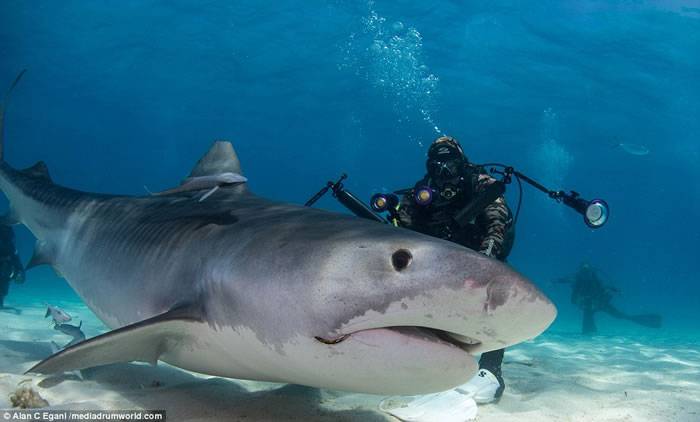 英国潜水爱好者Alan Egan被称为“鲨语者” 曾多次与虎鲨在海底亲密接触