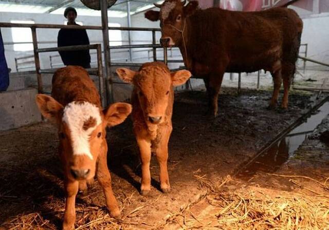 贵州诞生双胞胎小公牛 机率只有十万分之一