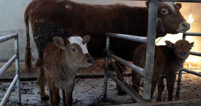 贵州诞生双胞胎小公牛 机率只有十万分之一