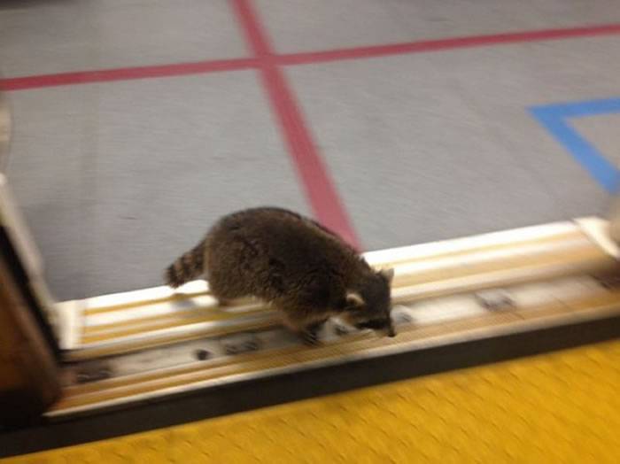 加拿大浣熊误闯地铁变超萌列车长 翻乘客包包：我在验票哦！