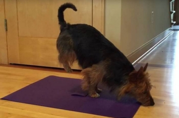 美国一只澳大利亚梗犬Judy做出很多瑜伽动作走红网络