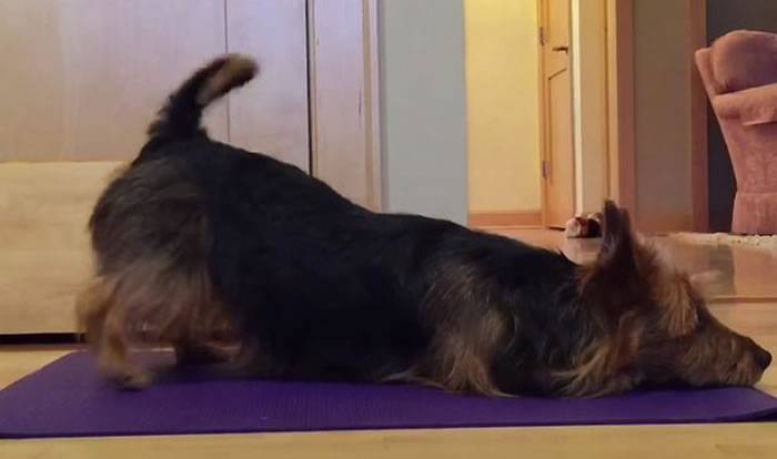 美国一只澳大利亚梗犬Judy做出很多瑜伽动作走红网络