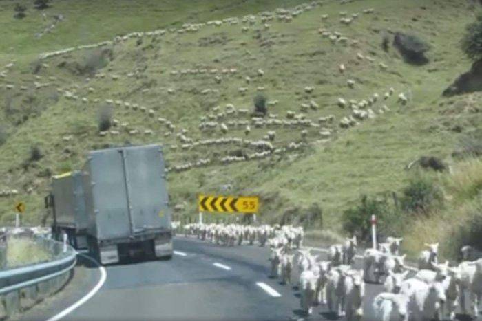 加拿大游客在新西兰北岛目睹绵羊军团占领公路奇景