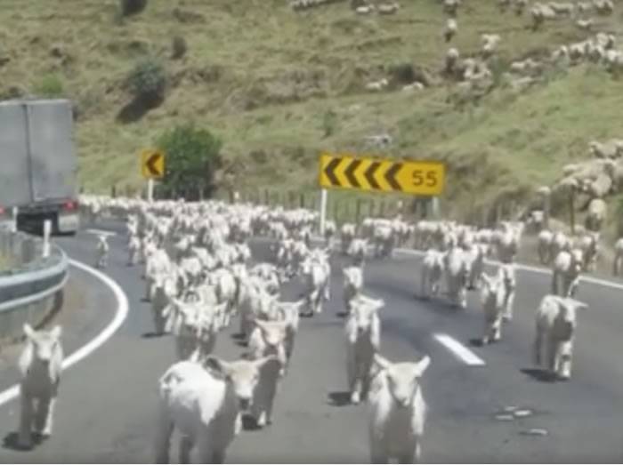 加拿大游客在新西兰北岛目睹绵羊军团占领公路奇景