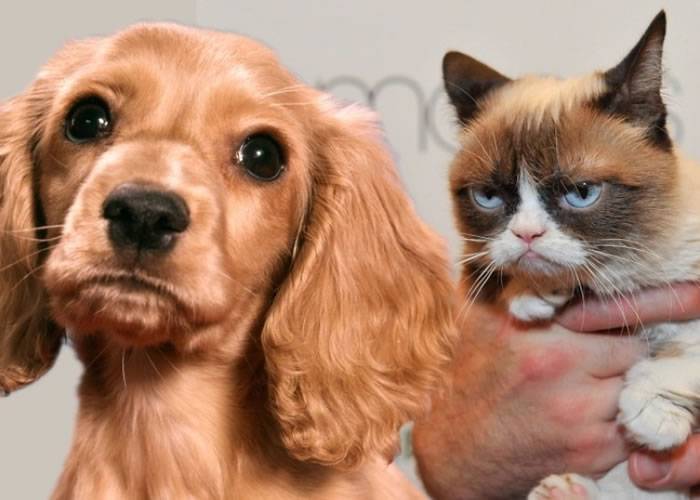 英国研究发现狗狗爱主人的程度是猫咪的5倍