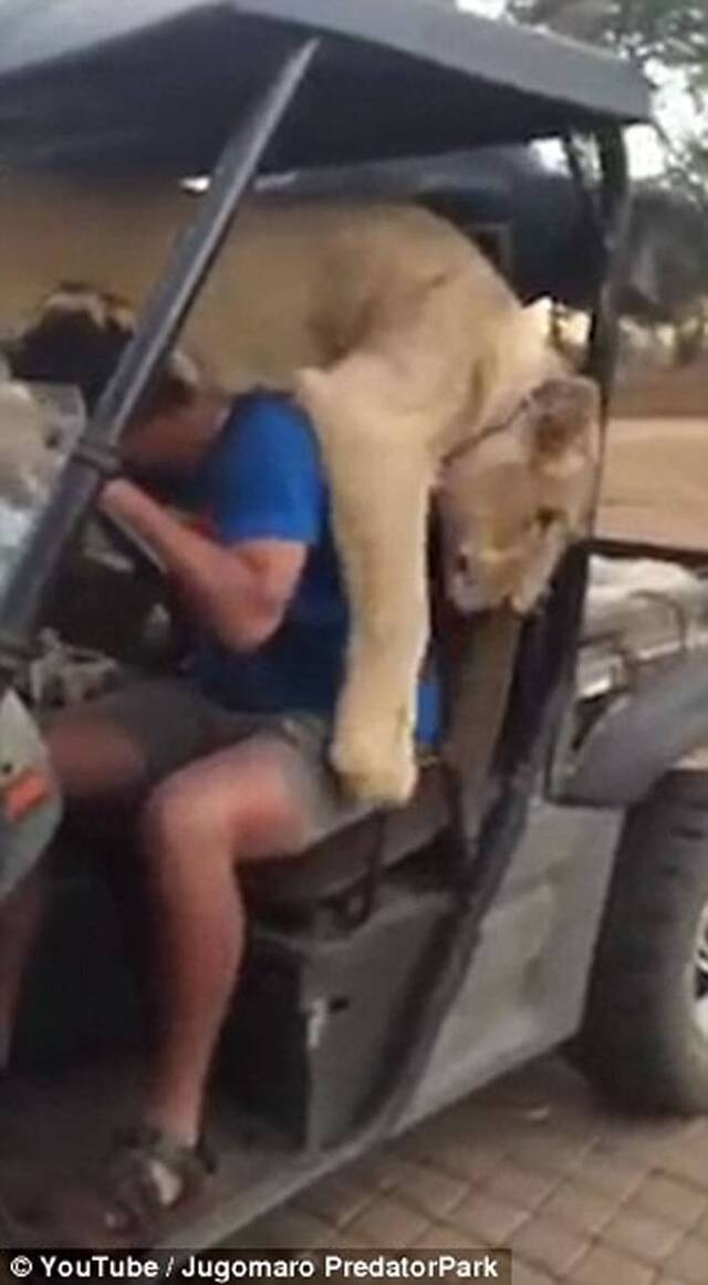 南非一头母狮子试图爬上狩猎车
