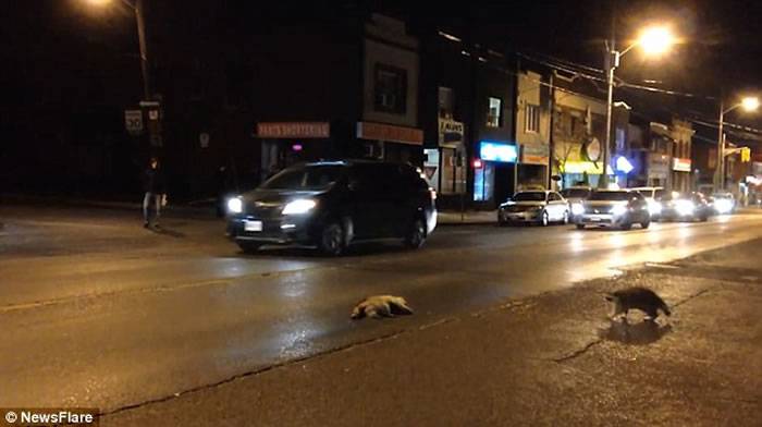 加拿大浣熊过马路被车撞死 同伴抱尸体痛哭