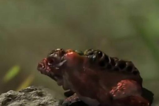 莽牯朱蛤和千年冰蚕哪个更厉害?谁才是天下第一毒物