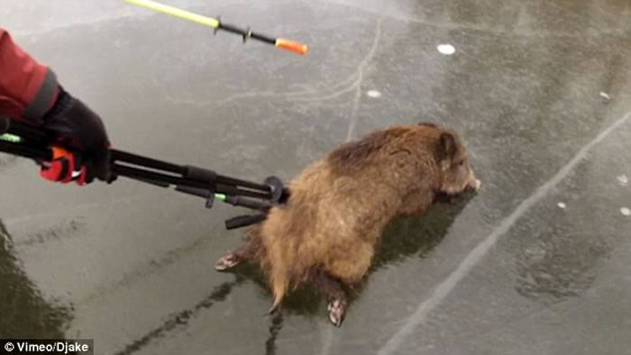 瑞典野猪被困冰湖中心 溜冰爱好者用溜冰棍相救