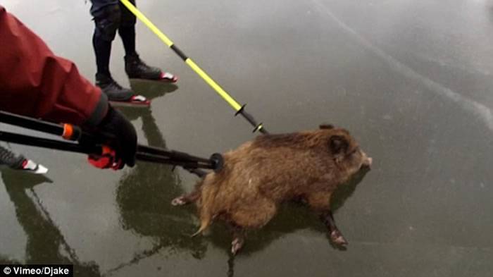 瑞典野猪被困冰湖中心 溜冰爱好者用溜冰棍相救