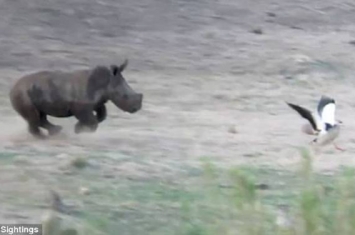 南非国家公园小犀牛追赶小鸟