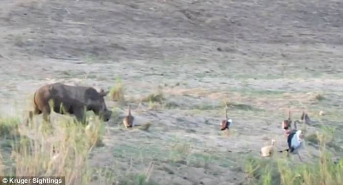 南非国家公园小犀牛追赶小鸟