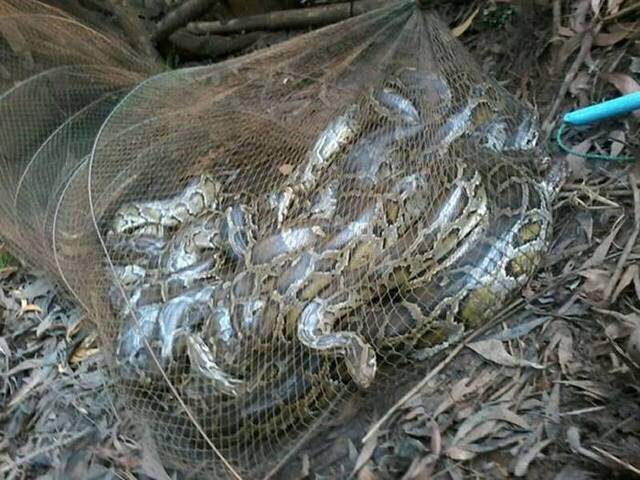 泰国渔民在河里设陷阱捕鱼 收网时却捞起一大堆蟒蛇