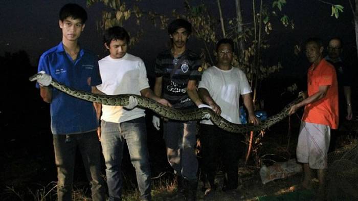 泰国渔民在河里设陷阱捕鱼 收网时却捞起一大堆蟒蛇