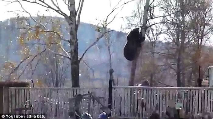 战斗民族也吓坏 俄罗斯男子被黑熊追上树