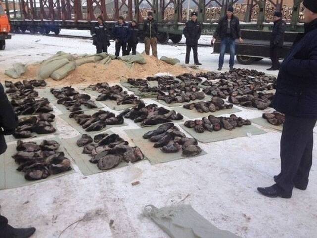 俄罗斯警方破获惊人盗猎案：火车货箱37个袋子里面藏527个熊掌